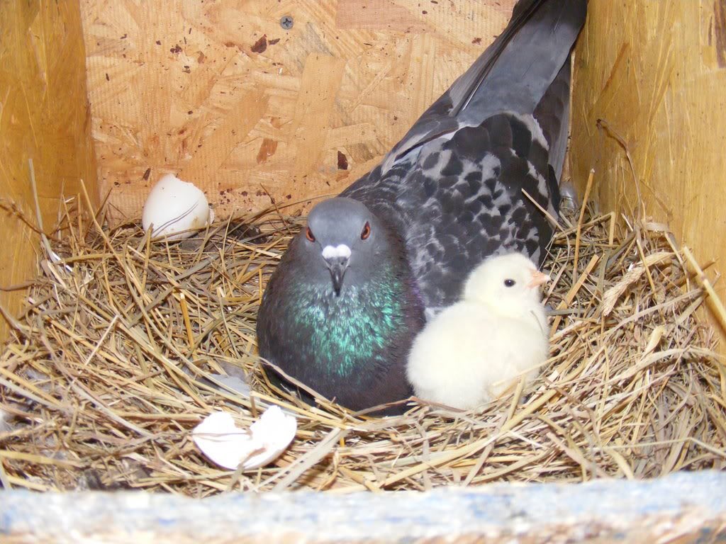 imskytrash's tweet photo. don't talk to me or my son ever again https://t.co/pRj8p88FWY