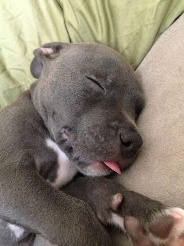tomokenshirou's tweet photo. “I think he won’t notice he sleeps with his tongue out every time” #WeakandStrong #dogsoftwitter https://t.co/PLua8lhNjs