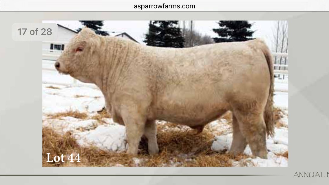 Got some new bull power! Say hello to Sparrows Rolston 548C