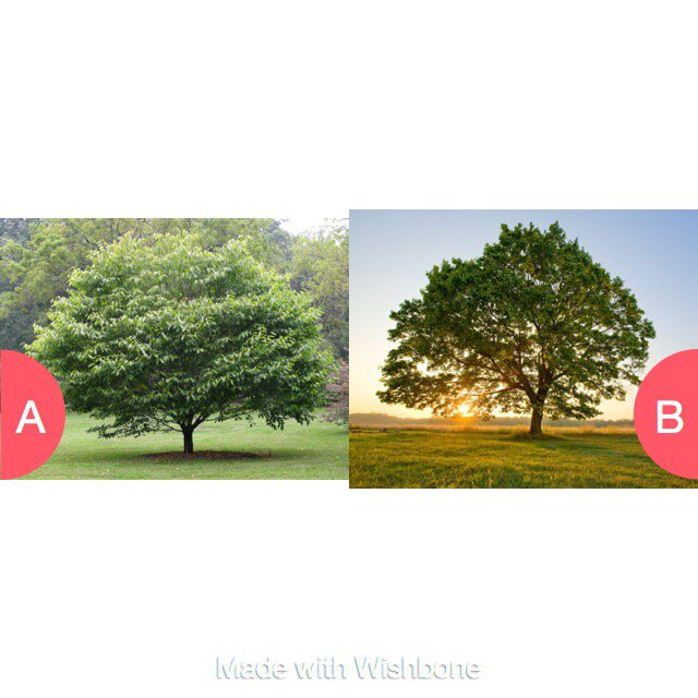 MILKSHAKES247's tweet photo. Which tree would you live in? https://t.co/Qjyip6uDUb https://t.co/4vgca94JBy