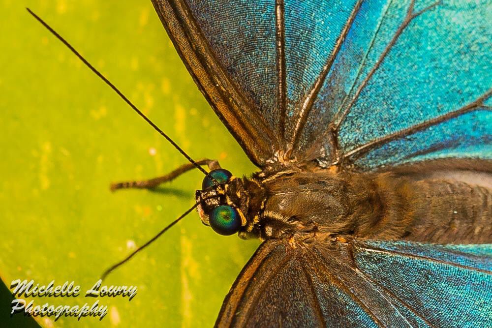 sonoimager's tweet photo. Look into my eyes.  
Shot with my 5D m3 and the 100 macro lens.  #CanonBringIt. #butterflyjungle #sdzsafaripark https://t.co/7EuycDnw6U