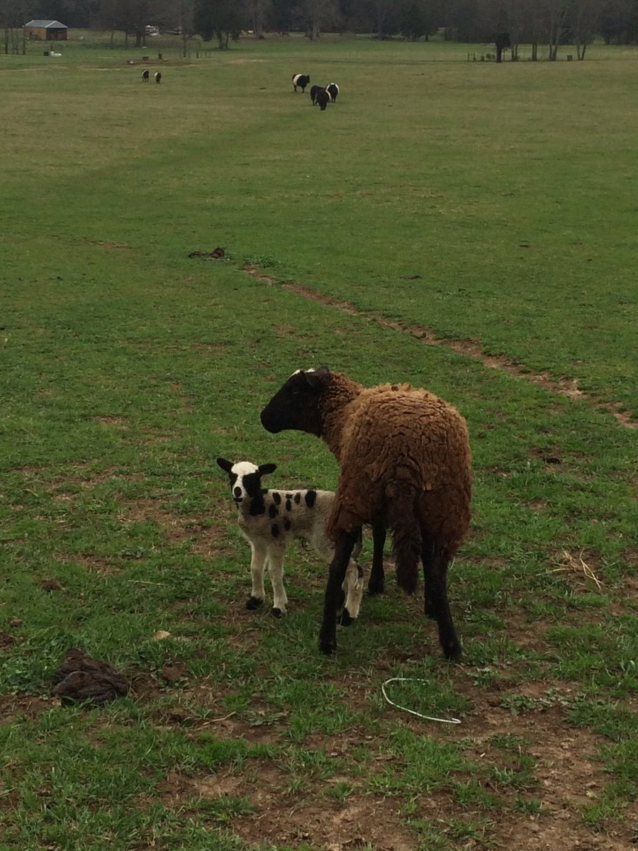 Such a tiny lamb