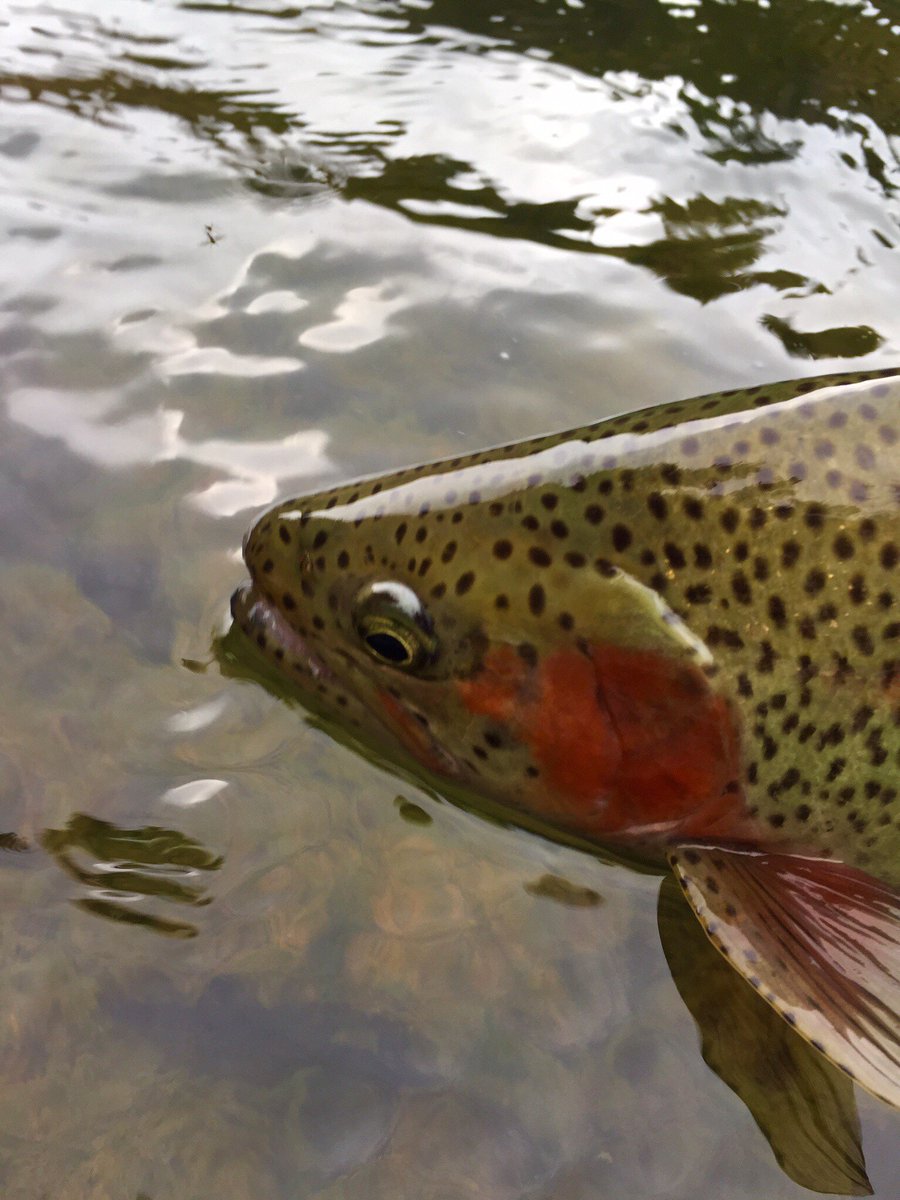 FRAnglers's tweet photo. The fish are ready, are you? Stop into the shop. #frontrangeanglers #rainbowtrout #coloradoflyfishing https://t.co/IHvuBjVTql