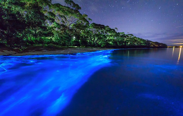 PuertoRicoPUR's tweet photo. You have to see it to believe it! Experience Puerto Rico's Amazing Bioluminescent Bay https://t.co/CrZGGqtHyH https://t.co/m47MB20EzF