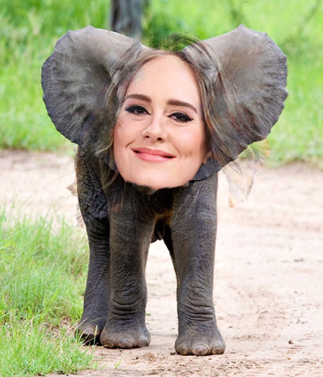 RyanGorges's tweet photo. This will never get old😂😂😂
#Adelephant https://t.co/QZbwbKbKW6