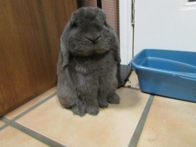 Me 3 years ago and me today. Mama says I only get cuter as I age. #bunny #love #rabbit #cute #funny #baby #pets