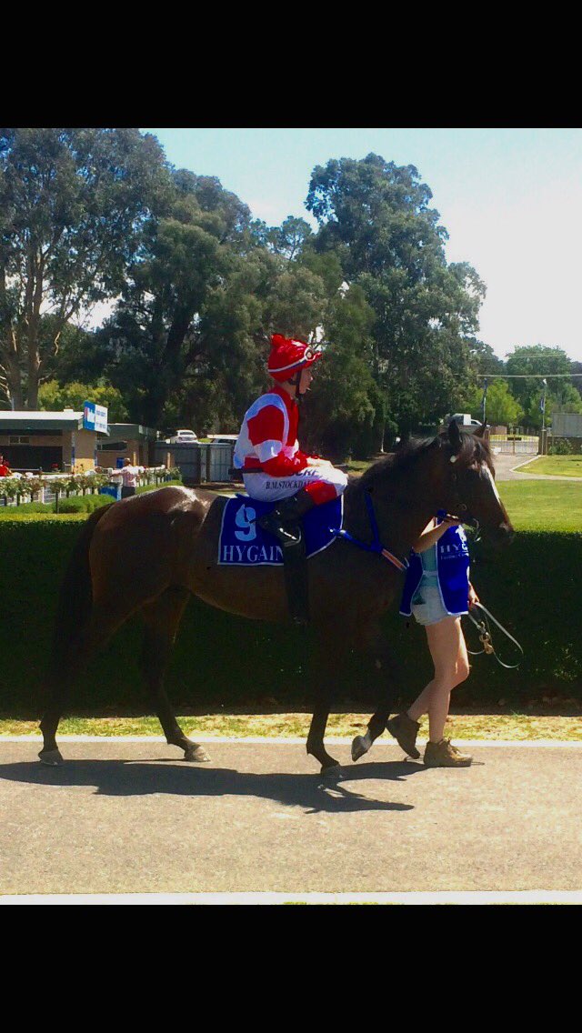 tjpracing's tweet photo. Good luck to owners of @stelmo_racing bred gelding Noceur race 3 Stony Creek.
@mcmurray_geoff @arrexalexxa #oddson https://t.co/KTRxJlzlSC