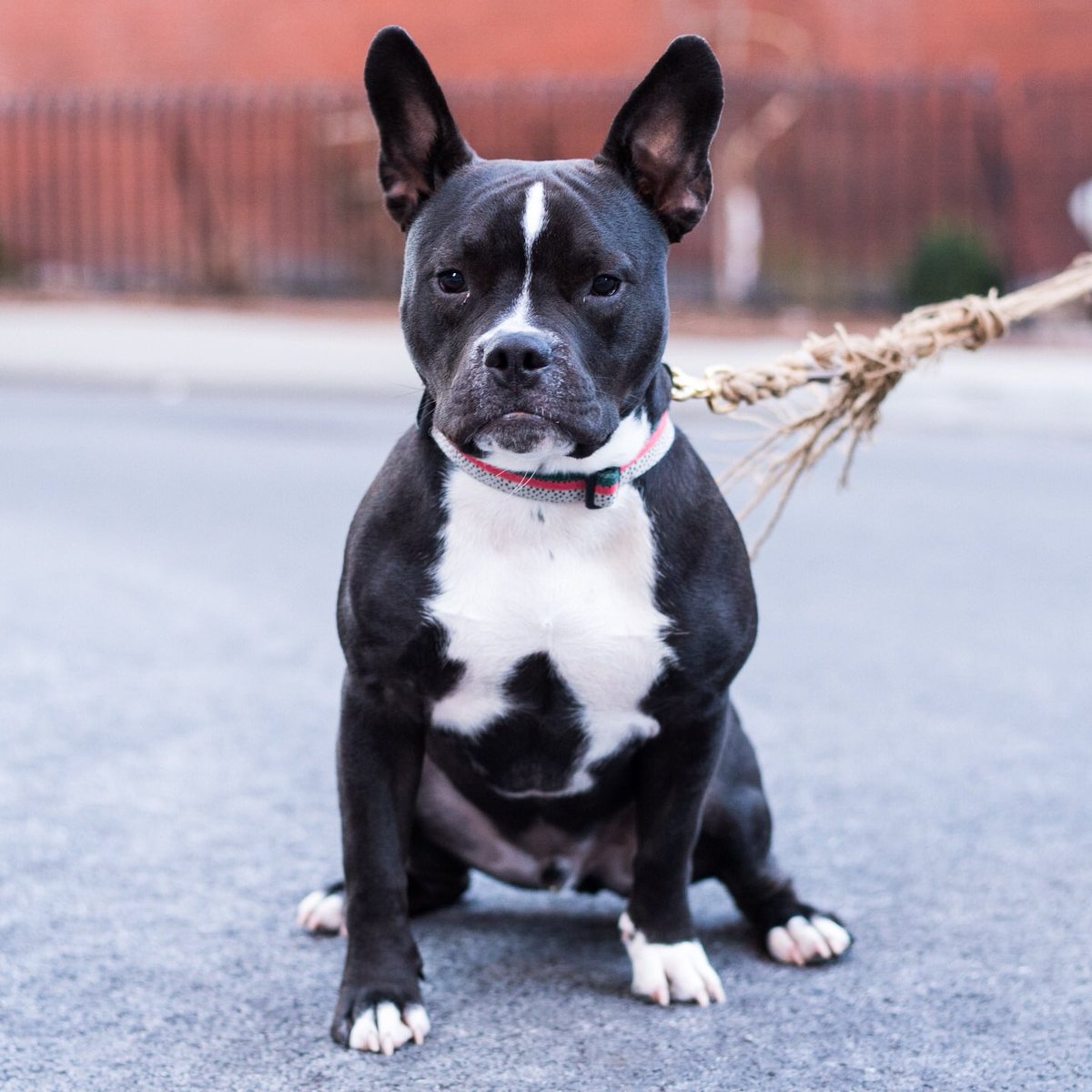 Finn, Pit Bull/French BD mix (1),BK,NY• "His full name is 'Shark Fin', because of his ears. He's from <a href="/Mrbonesandco/">Mr. Bones & Co.</a>"