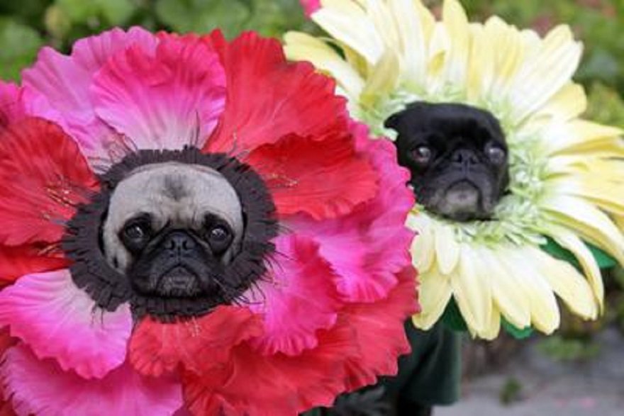 pugmum1's tweet photo. @profpatti @PicCollage #PugPerfect! Nothing like pugs and spring! ๐ https://t.co/2dkSyngXco