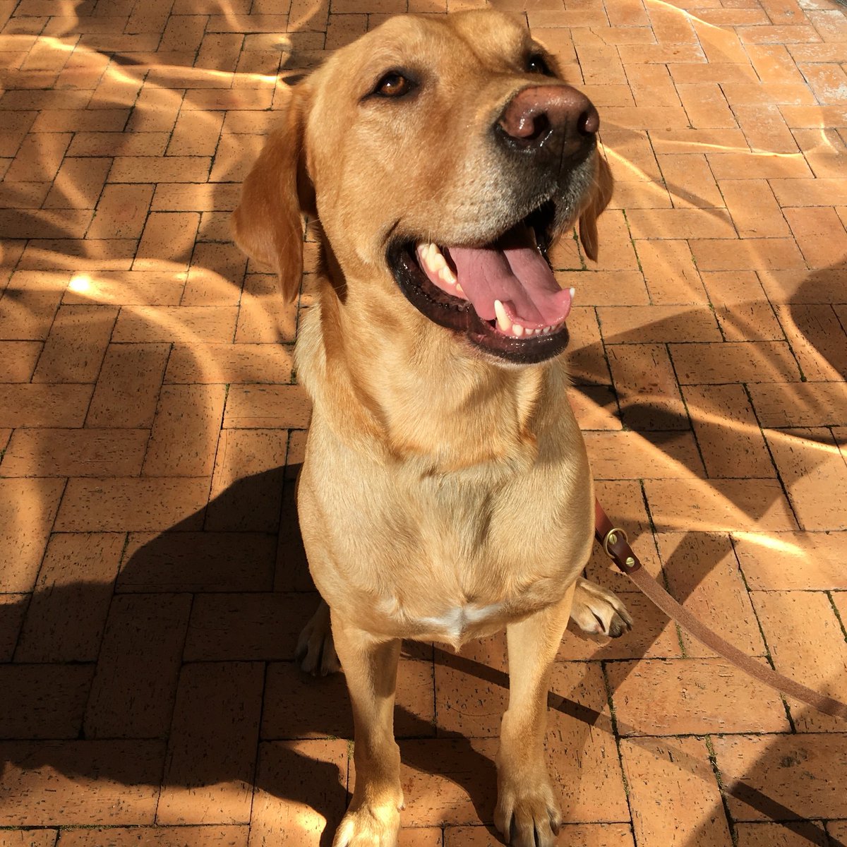 Katr4der's tweet photo. Prince is the sweetest lab! He's perpetually happy and so spoiled  #dogsoftwitter https://t.co/aVtLPEefC0 #labrador https://t.co/9K1kzrAdwn