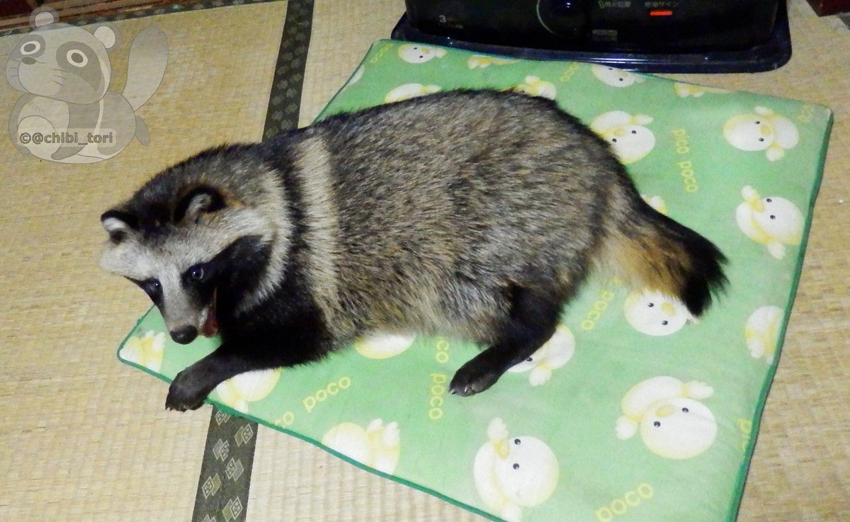 机の下から体半分出して涼んでいるタヌキの前足が面白いなぁと思って