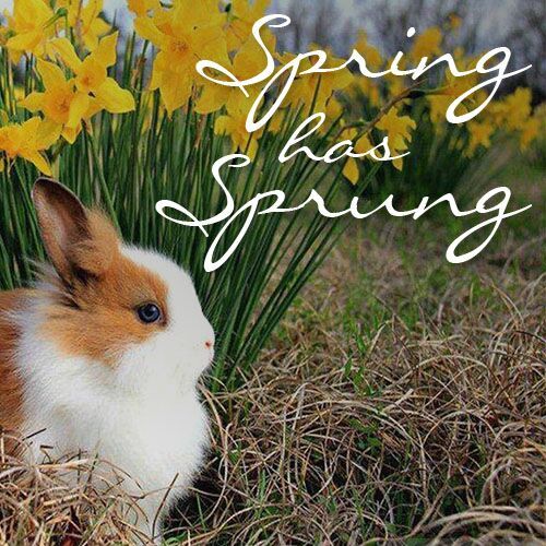 Today is the first official day of Spring! What's your favorite thing about the season? #FirstDayofSpring
