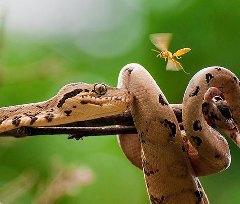 ThinkJungle's tweet photo. Amazon Tree Boa, Tahuayo Lodge | Alfredo Dosantos • #Adventure #Rainforest • See Lodge https://t.co/kSUjUK2bUH https://t.co/2JOkEv1EPi