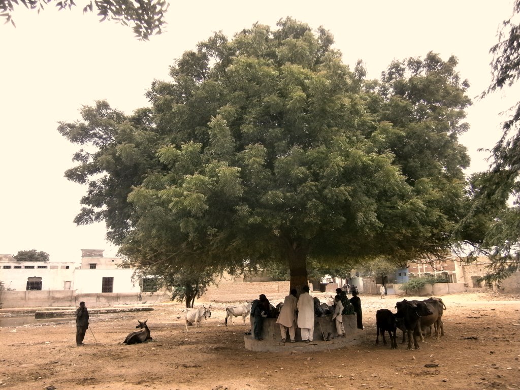 TNN_Urdu's tweet photo. سندھ : درختوں کی مقتل گاہ
https://t.co/ICGjazxrzF
@FehmidaRiaz 
#Tree #Forest #Pakistan #Sindh https://t.co/Kzde2qYCf1