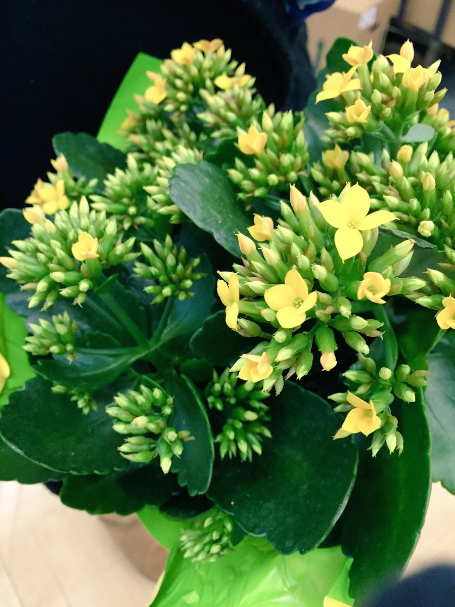 TheDogRose's tweet photo. @7FAM #foolproofyellow #contest Ready to bloom on the first day of Spring https://t.co/cqrDfBW27b
