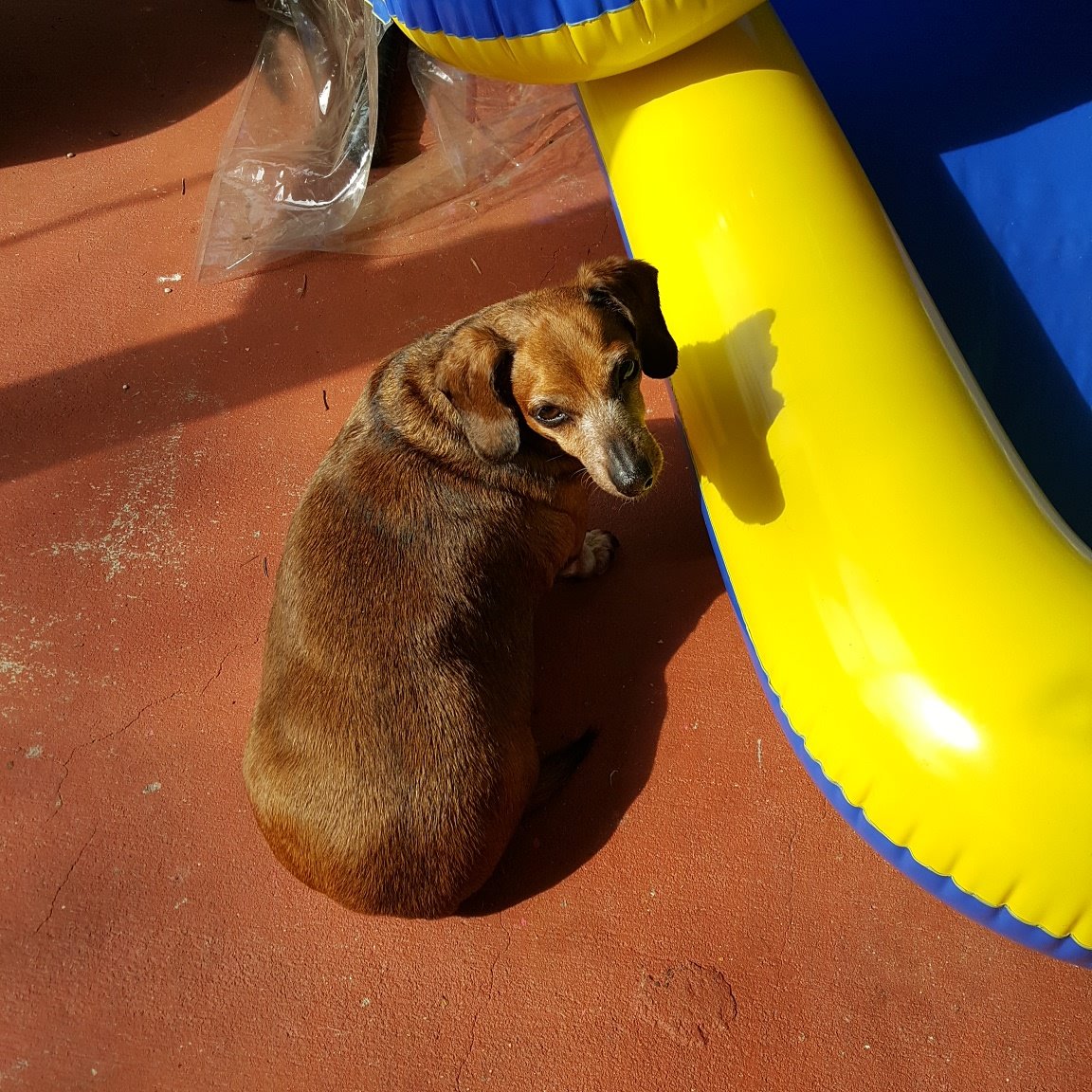 marlysmoto's tweet photo. Gigi getting ready to board her raft. #dachshund #dogs #MansBestFriend #dogsfortwitter https://t.co/XRPOmOSNl2