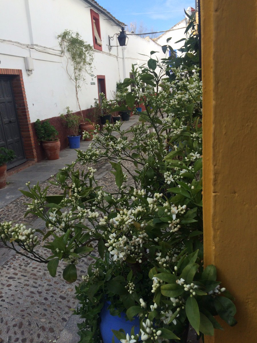 Domingo de ramos...de azahar. Abrimos nuestras puertas, abre tus sentidos! Ven a conocenos!