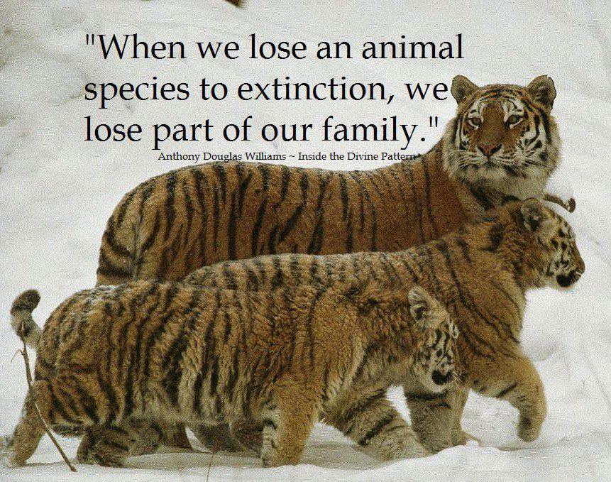 Animals are losing their. Ecological problems таблица. Animals quotes. Extinction of species. Animals are losing their.