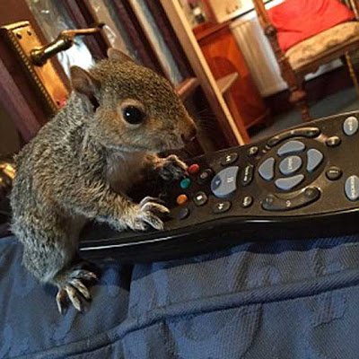 fiona_lang's tweet photo. Police investigation determines that squirrel broke in, ransacked home, left television on https://t.co/4mwUPOaOkO https://t.co/lsd1Ocn0OK