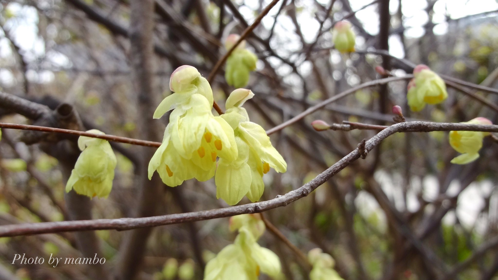 ヒュウガミズキ Twitter Search Twitter