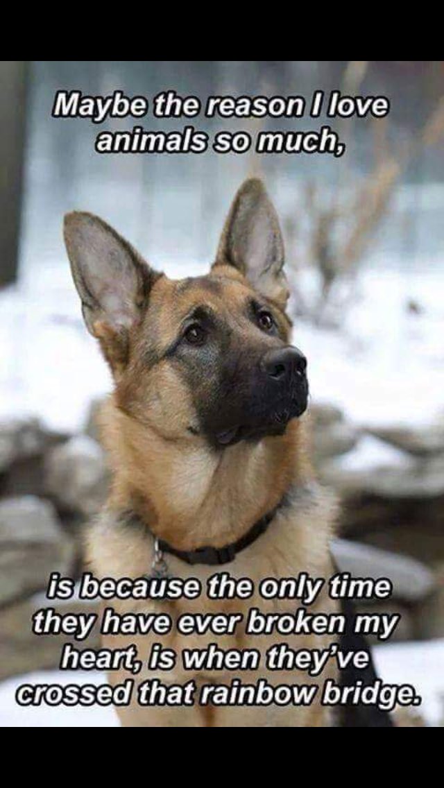 2010bec's tweet photo. So true 🐶🐾 https://t.co/vzgxEVHJUN