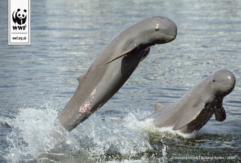 WWF UK tweet media