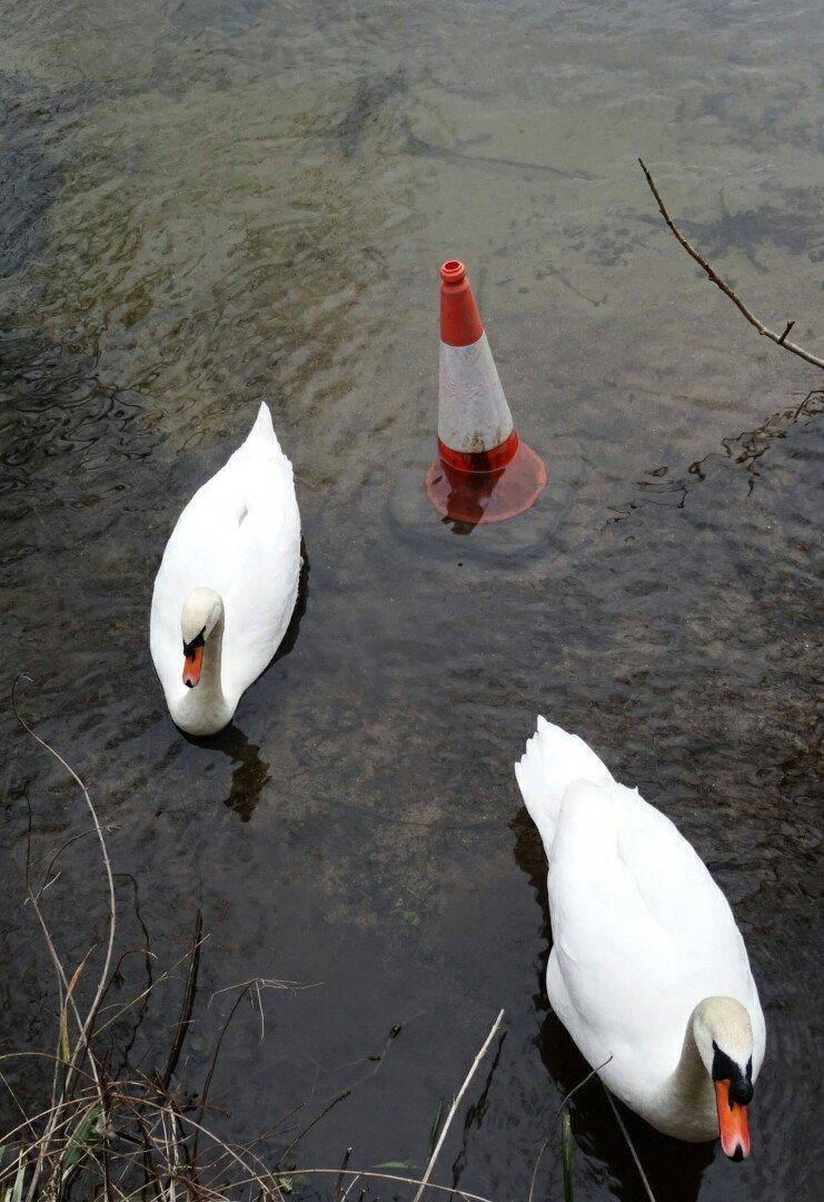 Goldsmithd's tweet photo. We have all been there! Sunday, explaining to your partner why you bought a traffic cone back last night #hangover https://t.co/8izH6V4qi3