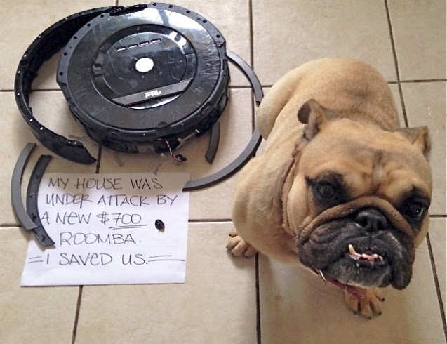 shopanatolian's tweet photo. #pets #dogs #DogsmakeyouLOL https://t.co/0nT3smRzyi