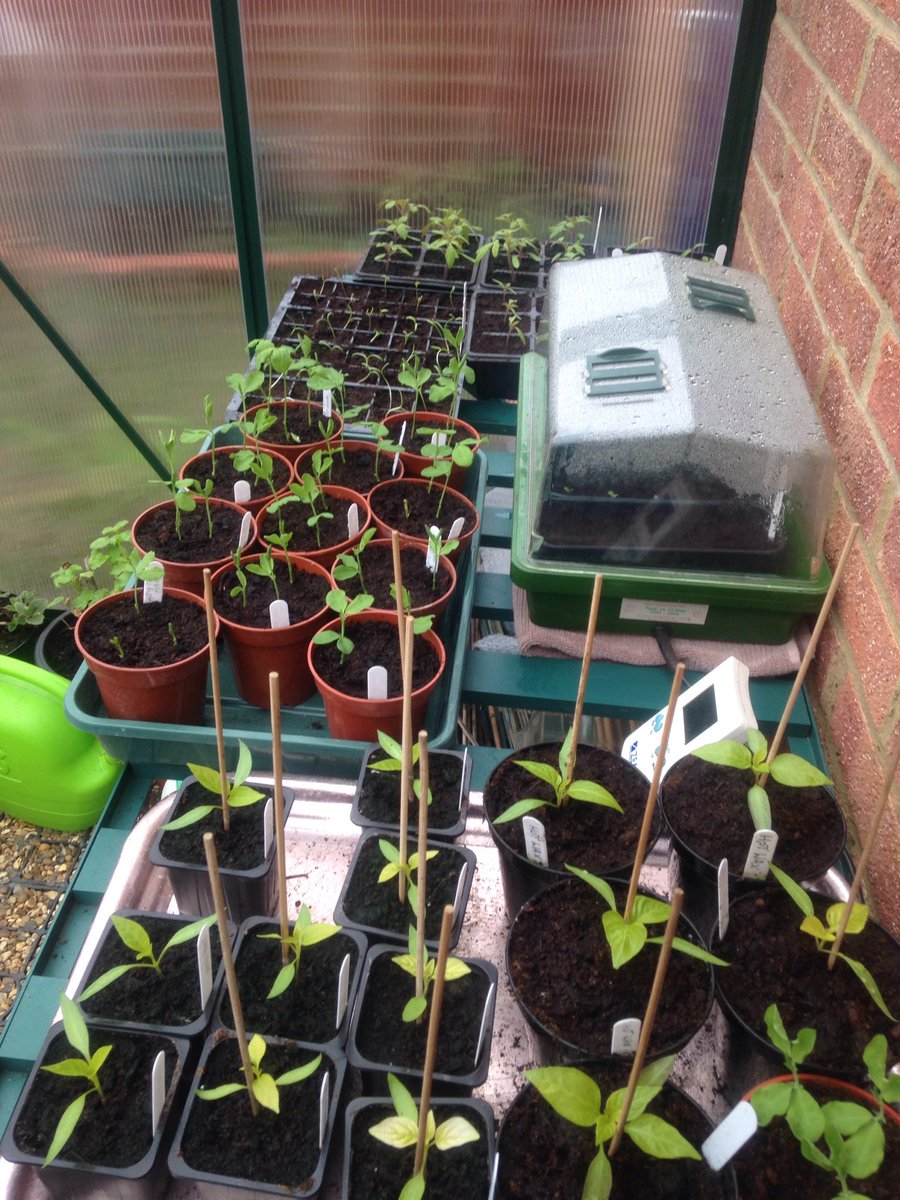 nowheremanspx's tweet photo. Greenhouse filling up #firstdayofspring #gardening https://t.co/5pWxQBgQgG