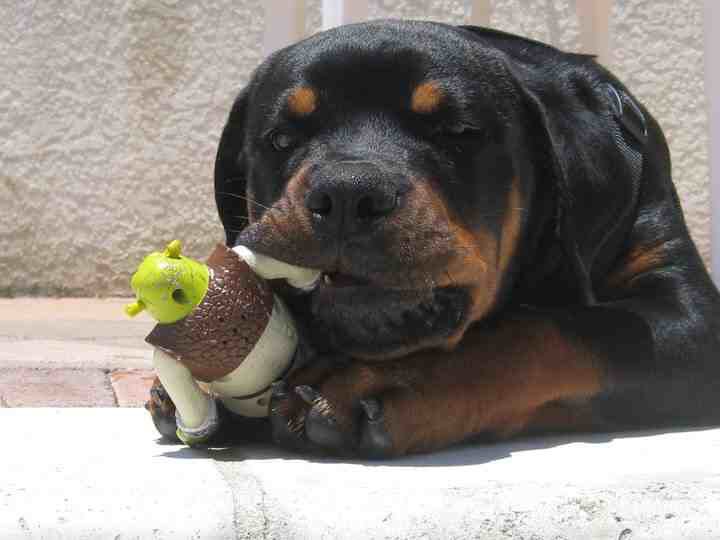 rottweilers_'s tweet photo. https://t.co/3MmcJ2aeTo