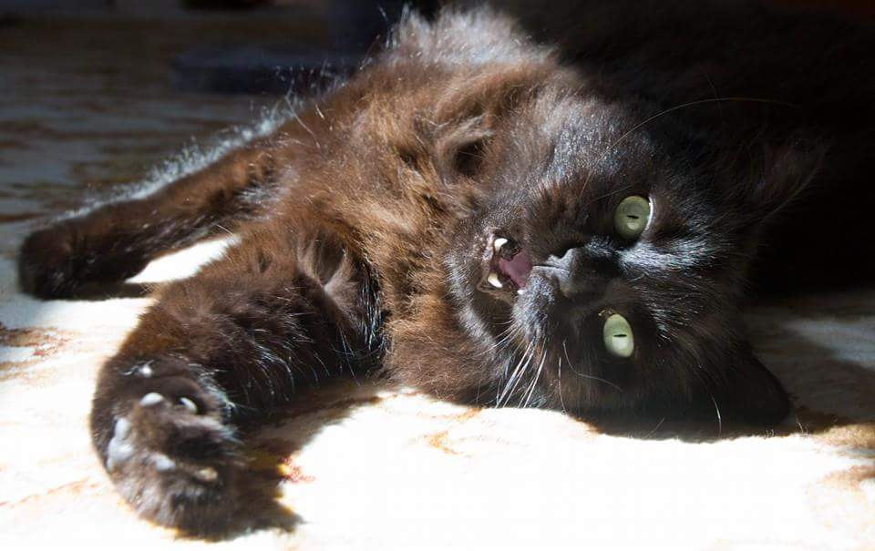 SurePetcare's tweet photo. Bosley can relax in his sunny spot because he knows intruders can't get in thanks to his SureFlap cat flap #SurePet https://t.co/yVw8R6WC7g