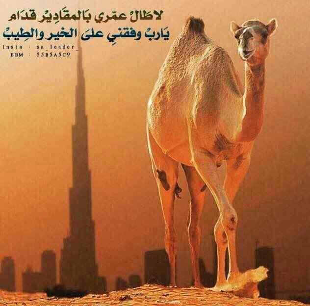 AlawafaAl's tweet photo. الرفاقة تجاره والوفاء راس مال
اشتراللي يعزك كان تبغى الحصيل
وان بغيت المعزةفي عيون الرجال
لاتجادل سفيه ولاتخاوي ذليل https://t.co/lE8lb0fBeU