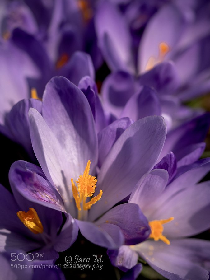 cathystefani139's tweet photo. Macro #photography https://t.co/CpNRk3Fd1M https://t.co/1zaDPVeVYK