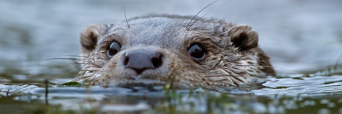 groot_ernest's tweet photo. Morgen @MiNC_DenBosch met @shertogenbosch @EU_GreenCapital. Komt #BlauwGroeneDelta met #otters er? @OtterChallenge https://t.co/wauKTTTtui