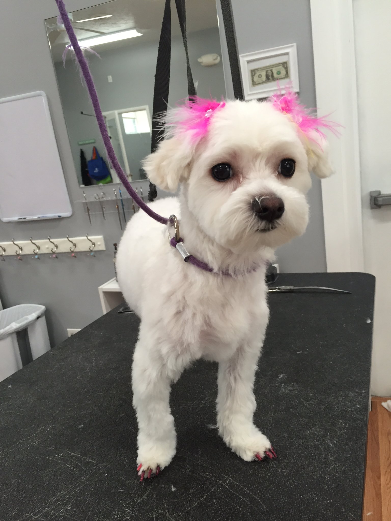 Brittany s Dog Salon brittanysdogs X