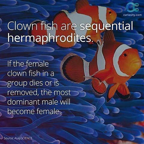 Paradise Cove Gdc Redsea Shares Good Morning Nemo Clown Fish Sea Sealife Seaworld Clownfish Clownfishes Nemo Nemofis T Co Zwcj0sfvh6