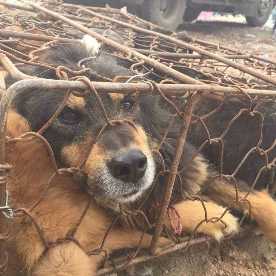 Just 13 wks til China's #Yulin dog meat festival. Please sign to say NO to the suffering hsi.org/helpstopyulin