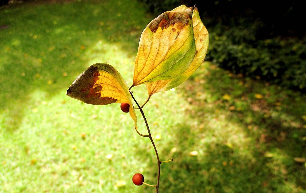 Kaijucass's tweet image. Happy Autumn Everyone! #autumn #firstdayofautum #autumn #nature #beauty