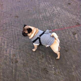 Joy_PhotoCam's tweet image. #pug #pugfun #pugran #pugsofinstagram #puglove #puglife #pugsrule findelight.net/puggie_detail.…