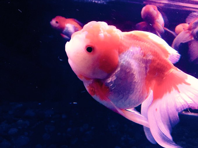 アートアクアリウムのtwitterイラスト検索結果