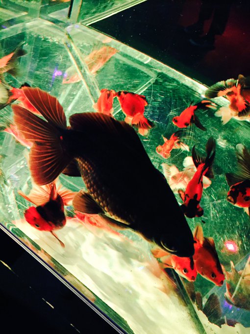 アートアクアリウムのtwitterイラスト検索結果