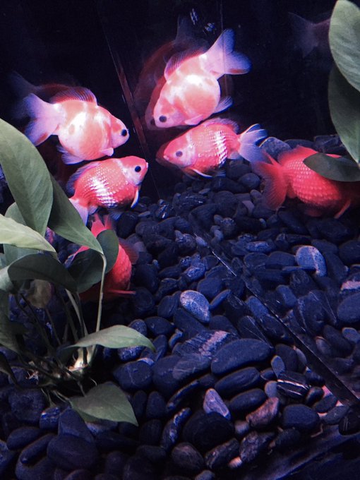 アートアクアリウムのtwitterイラスト検索結果