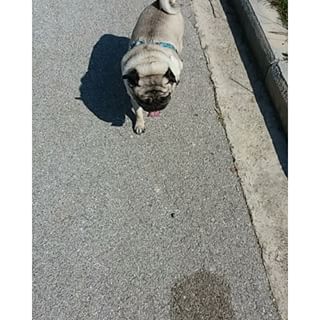Joy_PhotoCam's tweet image. Kalhmeres apton loukoumara
#koukos #pug #puglife 👅🐶🐕🍩 findelight.net/puggie_detail.…