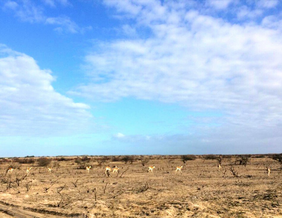 Gawiesnr's tweet photo. #Buck at the #Koeburg Nature Reserve, devastation from the recent fire very evident. #CapeTown https://t.co/QByIbaqIF4