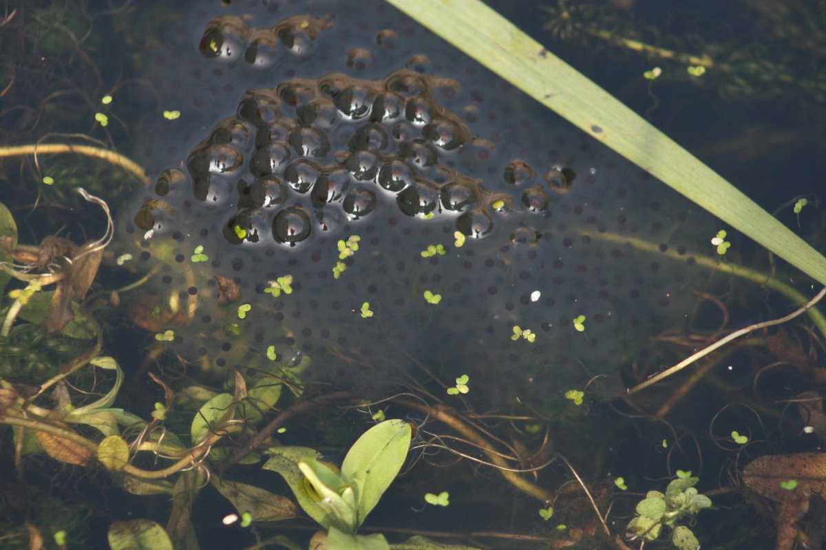 Yorkshire ARG tweet media