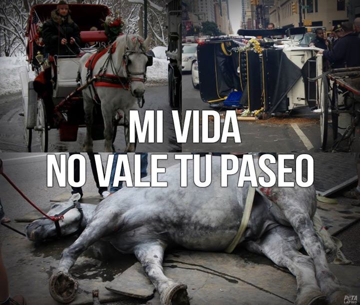 San Juan prohíbe los carruajes tirados por caballos: buff.ly/1WVFbS0
NO a los carruajes tirados por caballo…