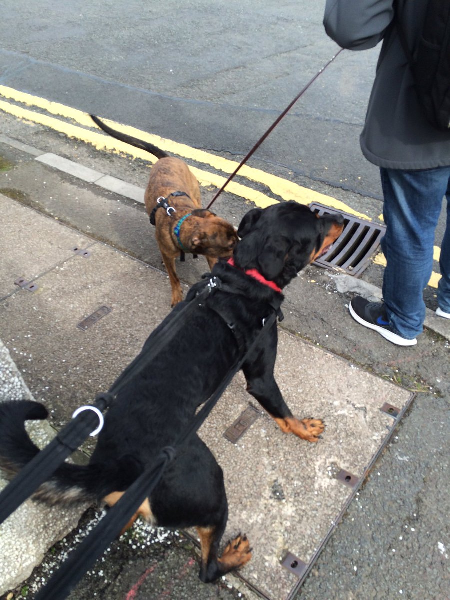 MessiAdventures's tweet photo. Nala giving her big brother a kiss #messipupadventures #walking #walkies #walk #dog #dogs #doggies https://t.co/k2QXIk3hKO