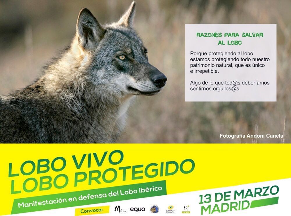 EquoMadrid's tweet photo. Hoy víspera aniversario muerte Félix Rdguez Fuente nos manifestamos en defensa del lobo.Te esperamos! #YoVoy13mLobo https://t.co/PotZclZtbD