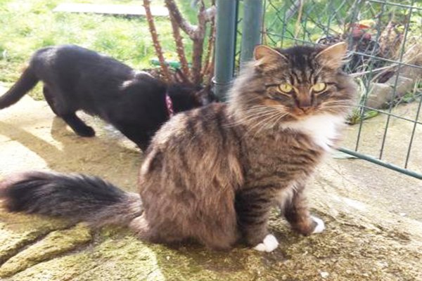 Petalerte's tweet photo. ALERTE CHAT PERDU    #petalerte
Chat perdu : Perdu mon chat NOA le 08/03 à Lardy 91510
https://t.co/5EMyqA3a6O https://t.co/qgdYool8qX