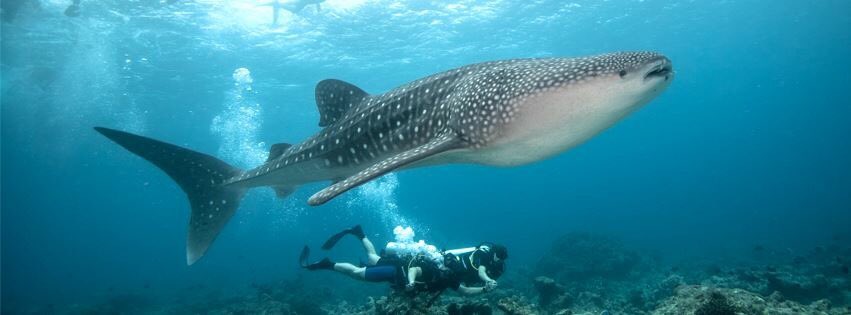 diveoceanus's tweet photo. @sunislandmv #diveOceanus #WhaleSharks throughout the year #ITB2016 #ITBBerlin #travel @villahotels #travelblogger https://t.co/YGdUVIHtUG